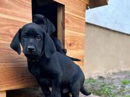 Labrador Mischlings Welpen - Allendorf (Thüringen)