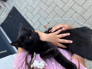Baby Kater sucht neues zu Hause - Köln