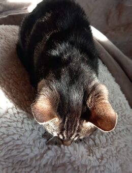 Getigerte Hauskatze zu verkaufen. - Bernburg (Saale) Zentrum