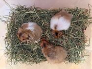Teddyhamster Jungtiere - Remseck (Neckar)