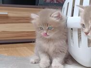 Britisch Kurzhaar Kitten BKH/BLH - Duisburg