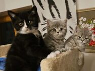 süße BKH Tabby Kitten, Blau Tabby und Schwarz Weiß - Rosenheim