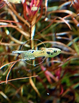 Snakeskin Neon, Endler, Guppy, reinerbig - Mechernich
