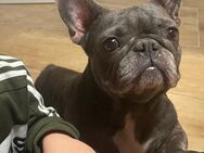 Reinrassige Französische Bulldogge sucht ein neues Zuhause - Döbern Zentrum