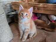 Maine Coon Kitten - Eslohe (Sauerland)