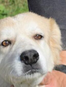 Lani - liebe KUSCHELMAUS - Lohra