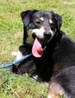 Tobi er kennt den Zaun und träumt... - Kissing