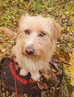 Kira sucht Verständnis - Gerlingen