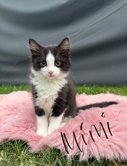 ❤️Unsere drei 3 Kitten Katzen suchen ihr neues Für-immer-Zuhause. - Maintal Zentrum