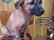 GABRIEL-kleiner Engel sucht die Liebe - Waakirchen