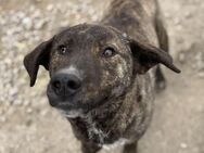 Momo sucht liebe Menschen - Neuhausen (Fildern)