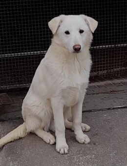 Sancho aus Apulien - Marienfließ