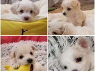 Maltipoo Welpe Malteser Toypudel Zwergpudel