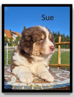 ♠️♥️ Wunderschöne Australian Shepherd Welpen ♦️♣️ - Tann (Rhön)