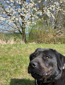 Labrador-Rotweiler Mischling in gute Hände abzugeben - Kindelbrück Zentrum