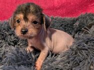 Chinese crested x Pudel Welpen - Neuruppin