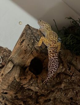 Leopadengecko 1.0 High Yellow - Grünberg