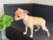 Abgabebereit Süße Chihuahua Welpe Rüde reinrassig - Buseck