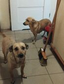 Traumhafte Mischlings Mädchen (Fotos sind von den Eltern) suchen ein liebevolles Zuhause 💙🐾 in 20095