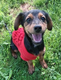 Kleiner Picolino sucht ein Zuhause - Tornesch