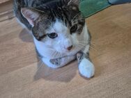 Kater sucht Zuhause 1 Jahr alt - Fürth