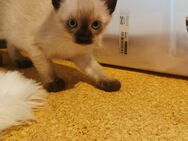 Siam Kitten noch 1 kitten frei!! Bald ABGABEBEREIT - Nordheim
