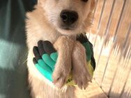 Zarte Cilli mit den Knopfaugen - Gießen