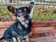 Abenteuerhund Spirit sucht sein Körbchen - München