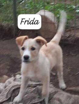 Frida 🩷🩷🩷 lernwillig und aufgeweckt - Bad Karlshafen