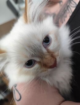 Ragdoll Mix Kitten Kater - Güstrow