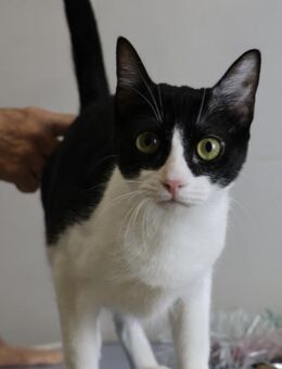 Saltarina, neugierig, verspielt - Westerholt