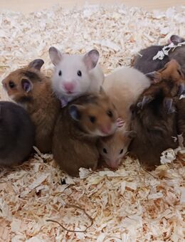 Goldhamsterbabys in vier Farben - Bad Sooden-Allendorf