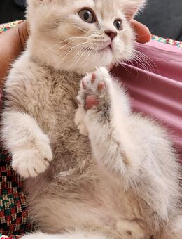 Britisch Kurzhaar Katzenbabys - Ostfildern