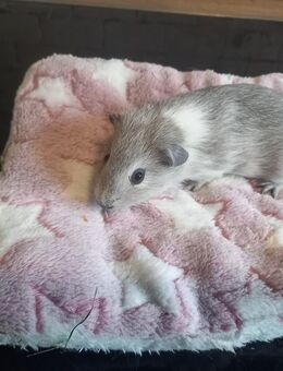 4 männliche Meerschweinchenbabys abzugeben! - Geretsried