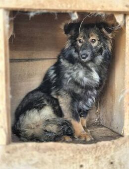 Schöne Hündin A534 sucht ihr Zuhause - Neuberg