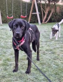 Lore - wartet in 61276 Weilrod - Oberwies