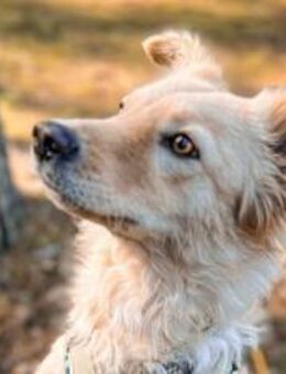 Gnocchi sucht eine aktive Familie - München