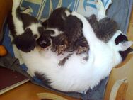 Kätzchen suchen ihre neuen Eltern - Merseburg
