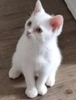 1. mänl. Kitten 15 Wochen -Khao Manee -Maine Coone-Mix s.Text - Mosbach