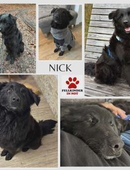 Nick / Niko Rüde Mischling Junghund - Margetshöchheim