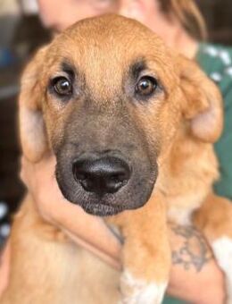 OLAV ~ entzückender junger Rüde - Duisburg