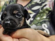 Welpe Bosco sucht kuscheliges Körbchen - Augsburg