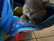 BKH kitten - Gotha