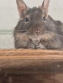 Degu Mädchen Suchen ein liebevolles Zuhause in 56076