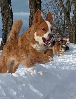 Hündin Mischling - Winterberg