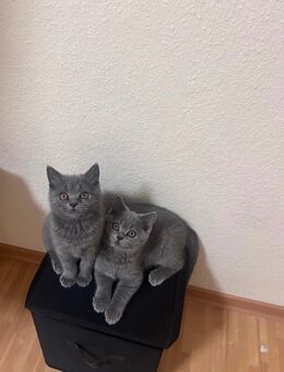 Wunderschöne bkh kitten abzugeben ab dem 06.09.2025 - Dortmund