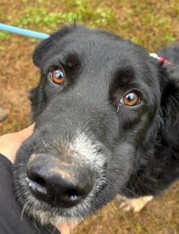 IRIS 🧡🧡🧡 anhänglich, menschenbezogen - Herxheim (Landau)