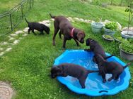 Labrador Welpen - Hehlen
