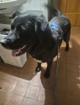 Tim ❤️ ein echt gechillter Kollege - Mylau