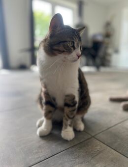 Rocky BKH Mix Deckkater - Eschweiler Zentrum